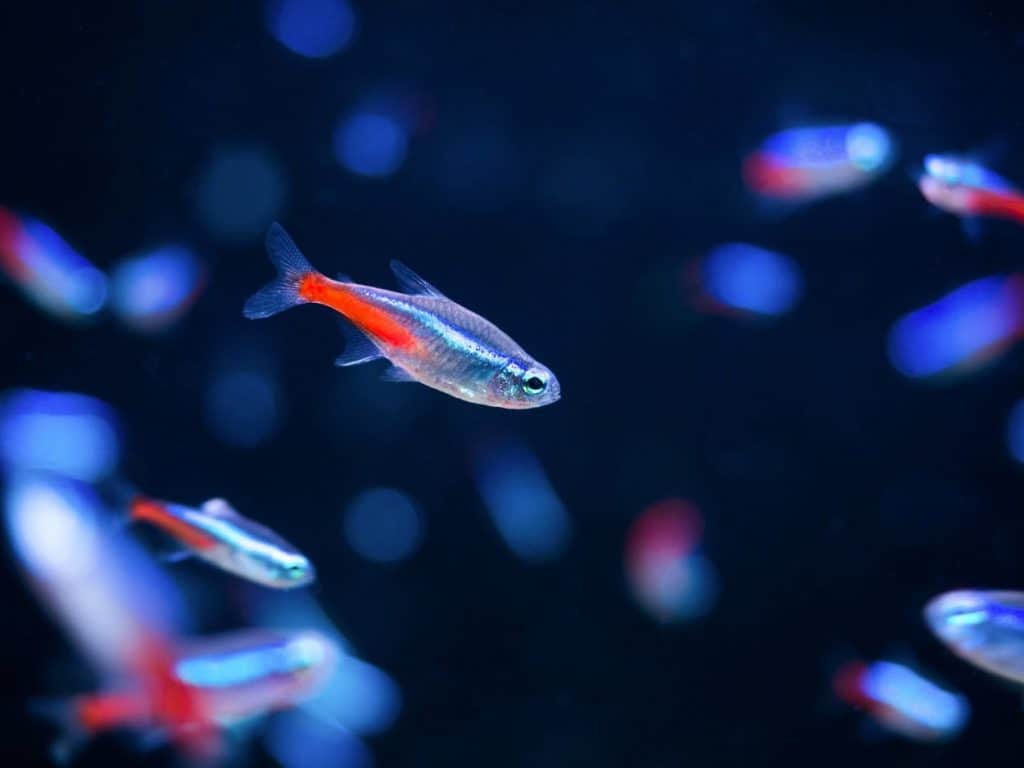 neon tetra image