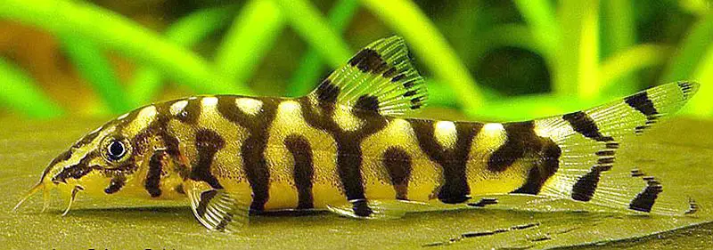 pakistan loach