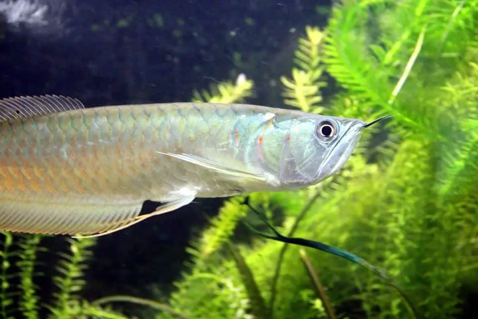 silver arowana