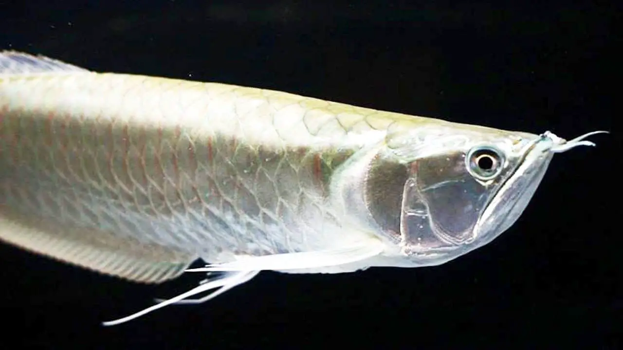 pearl white arowana