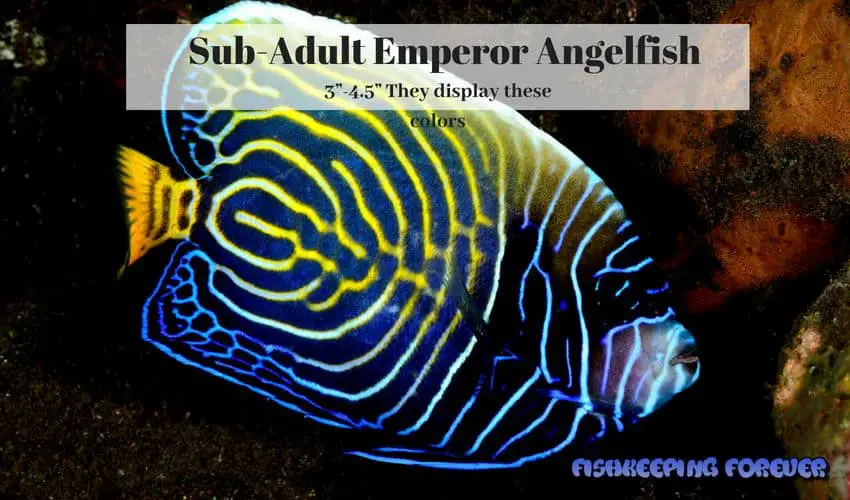 sub-adult emperor angelfish