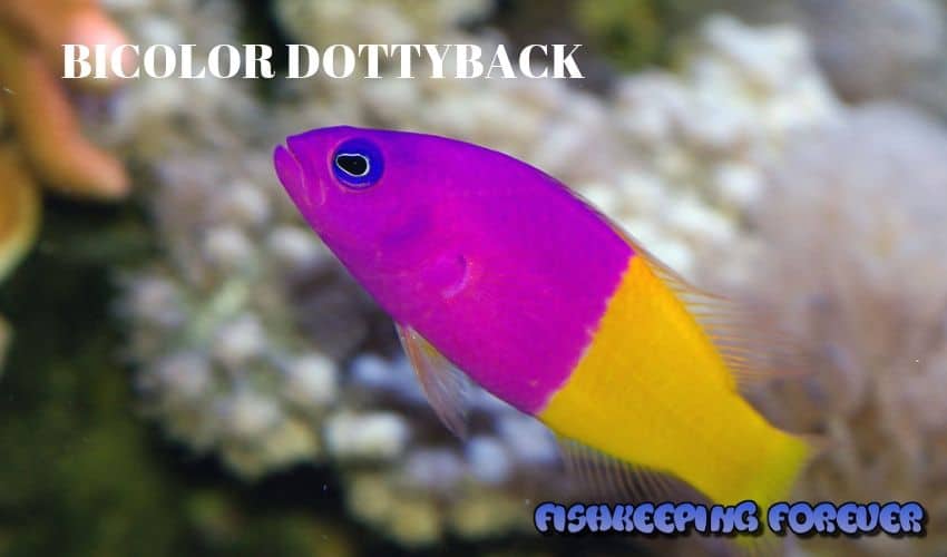 BICOLOR DOTTYBACK