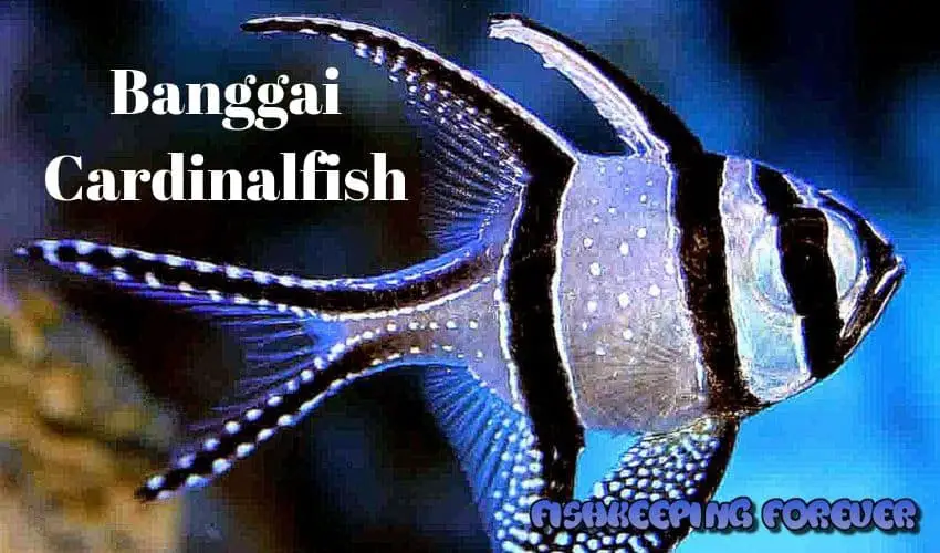 Banggai Cardinalfish