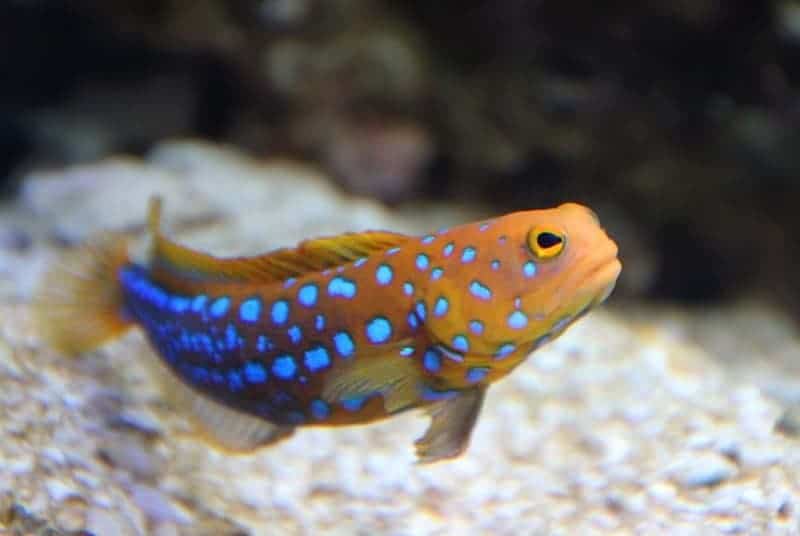 Blue Spotted Jawfish