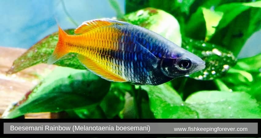 Boesemani Rainbow (Melanotaenia boesemani)