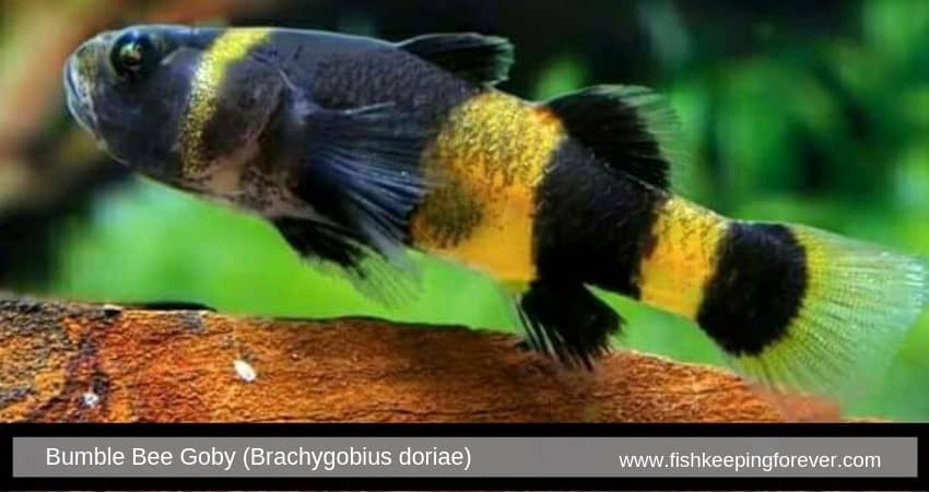 Bumble Bee Goby (Brachygobius doriae)