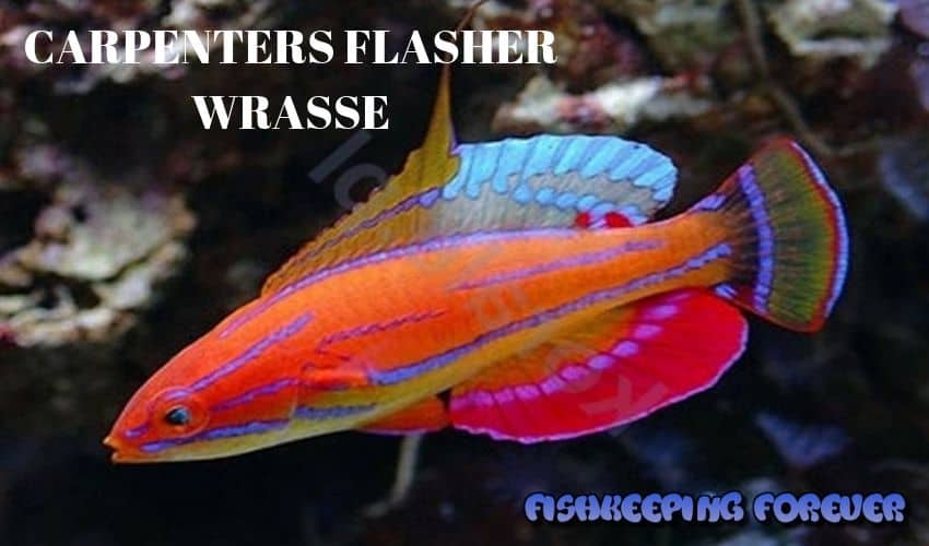 CARPENTERS FLASHES WRASSE