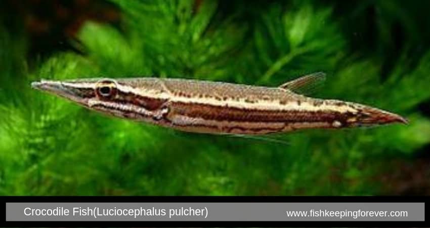 Crocodile Fish(Luciocephalus pulcher)