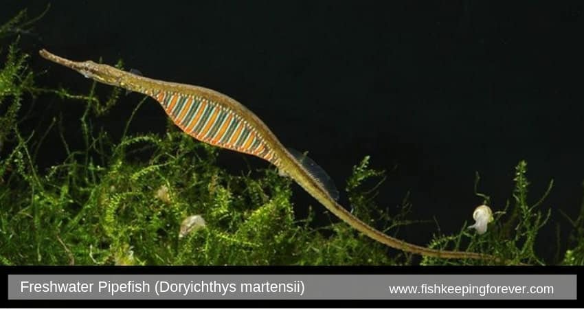Freshwater Pipefish (Doryichthys martensii)