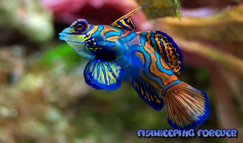 Mandarin Dragonet