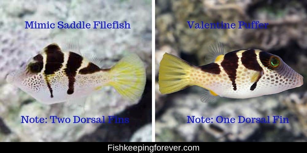 mimic saddle filefish