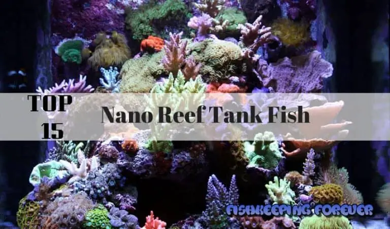 Top 15 Nano Reef Tank Fish – #9 Is a wild card! – Fishkeeping Forever