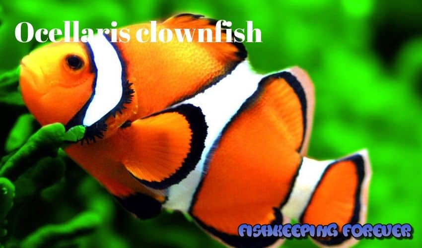 Ocellaris clownfish