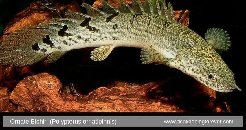 ornate bichir