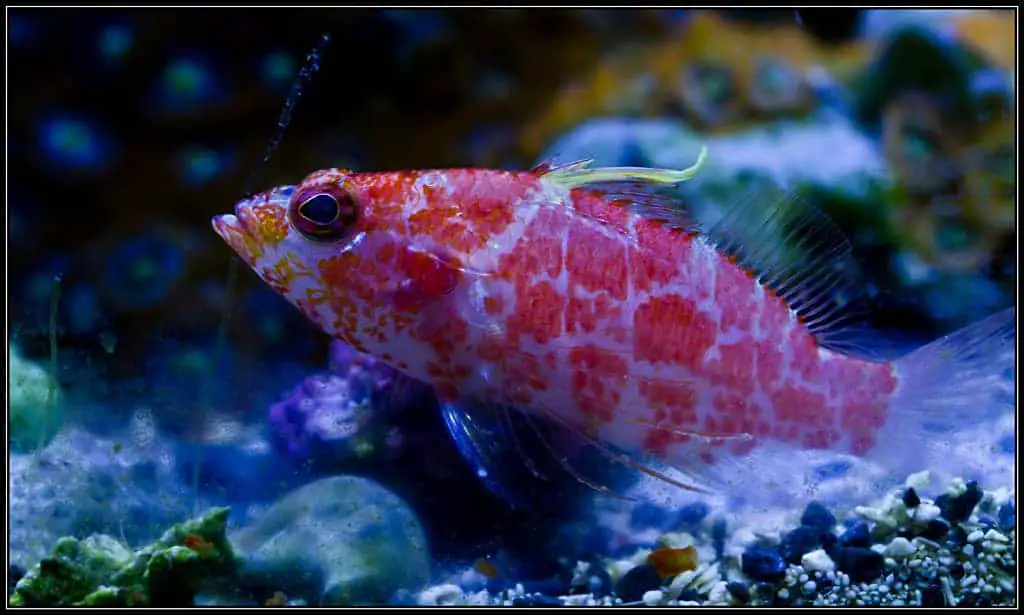 Pygmy Hawkfish-fishkeeping forever