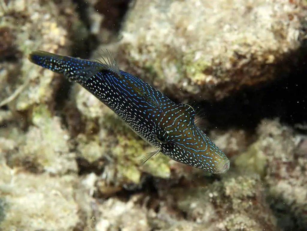 Red sea mimic filefish