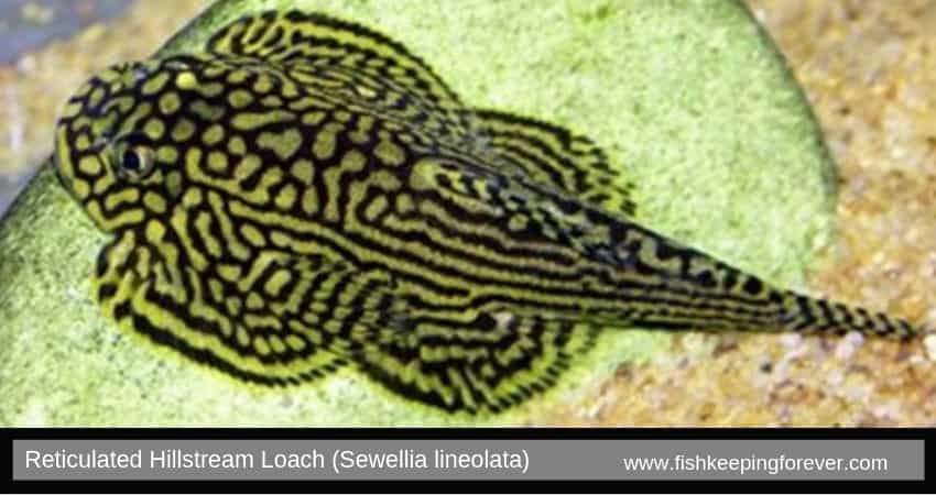 Reticulated Hillstream Loach (Sewellia lineolata)