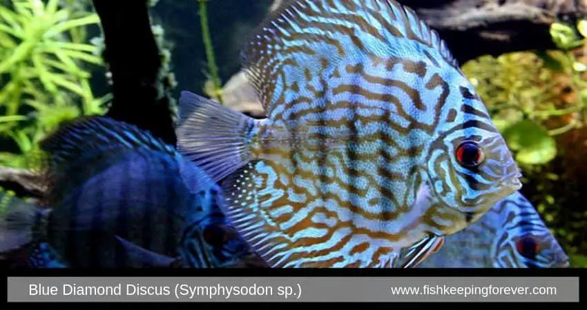 blue discus