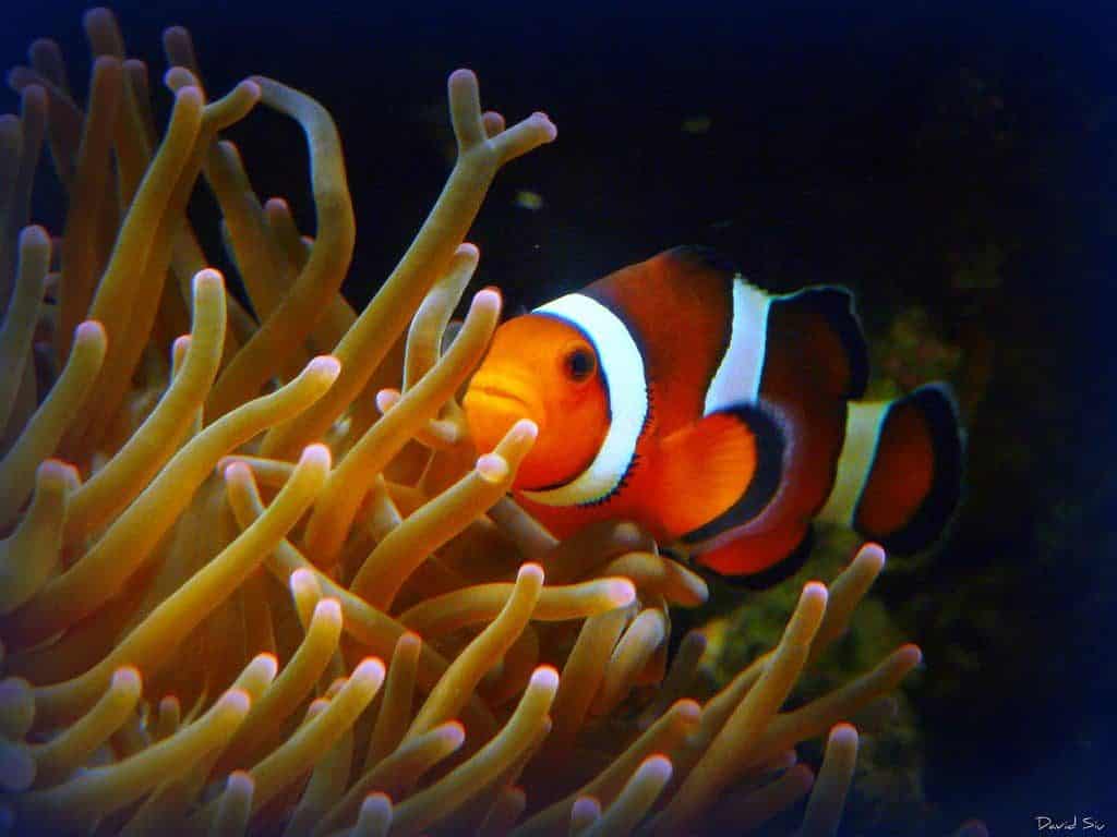 35 perfect names for a pet clownfish