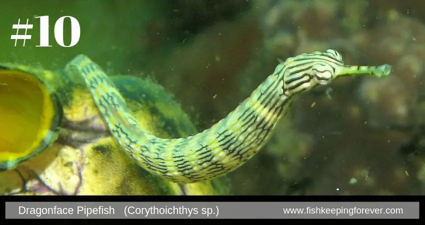 dragonface pipefish