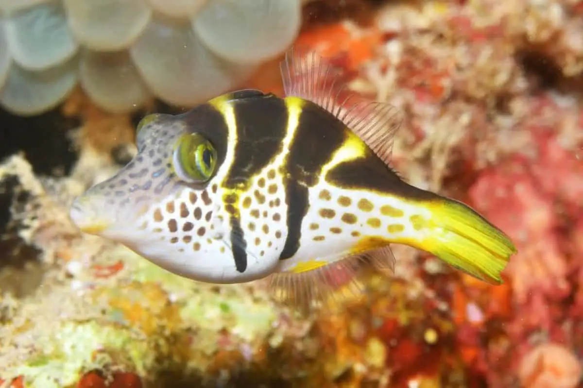 Mimic Saddle Filefish:Diet | Breeding | Sexing | Cost | Care Guide ...