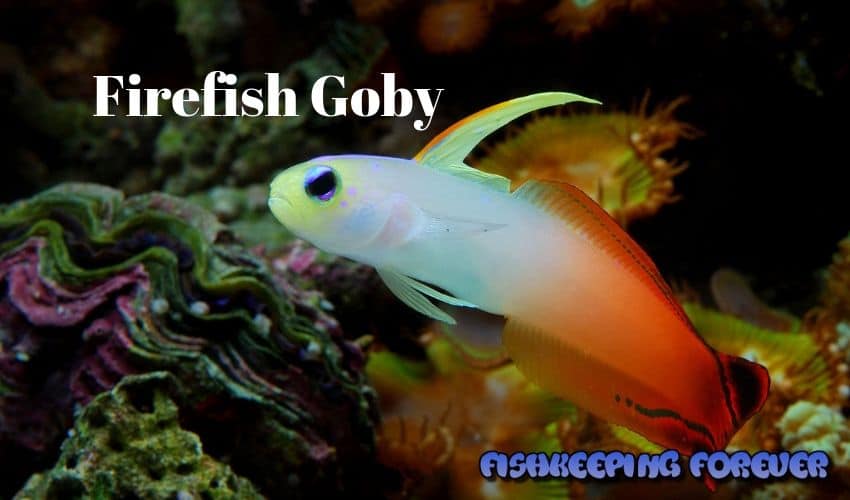 firefish goby