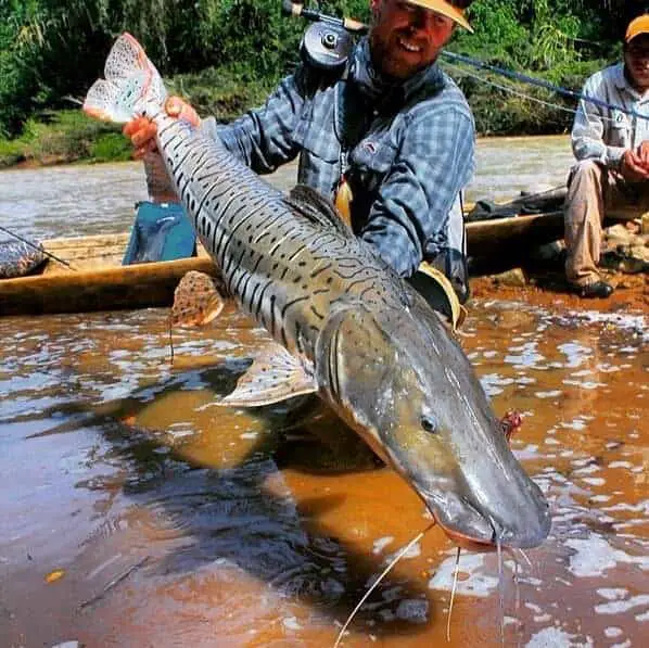 shovelnose catfish caught fishing