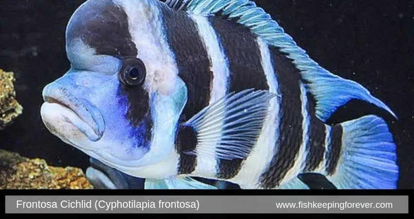 Frontosa Cichlid (Cyphotilapia frontosa)