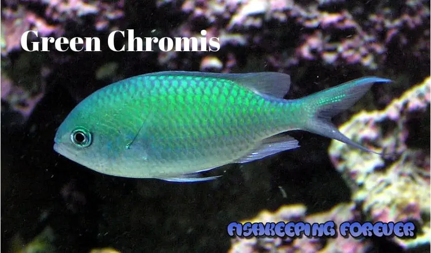green chromis