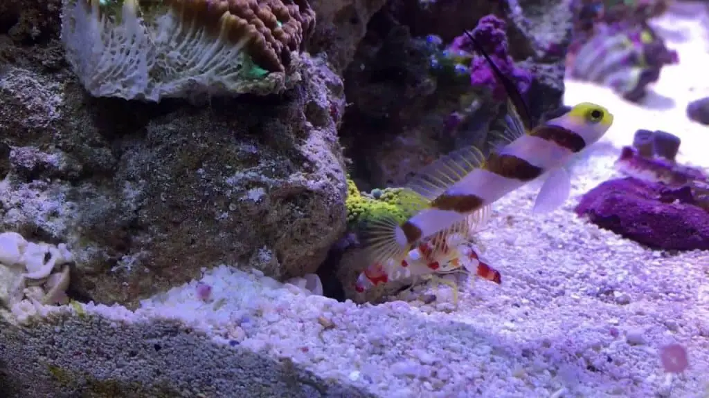 highfin goby