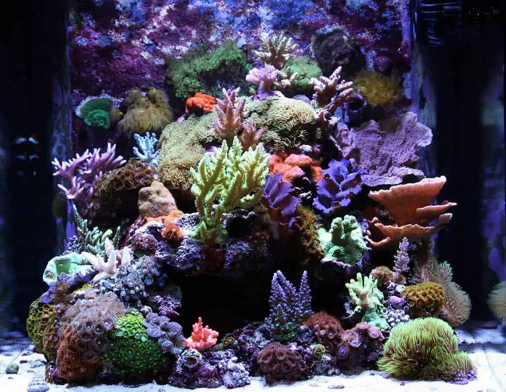 What Does A Saltwater Aquarium Cost To Maintain,7 Card Gin Rummy Rules