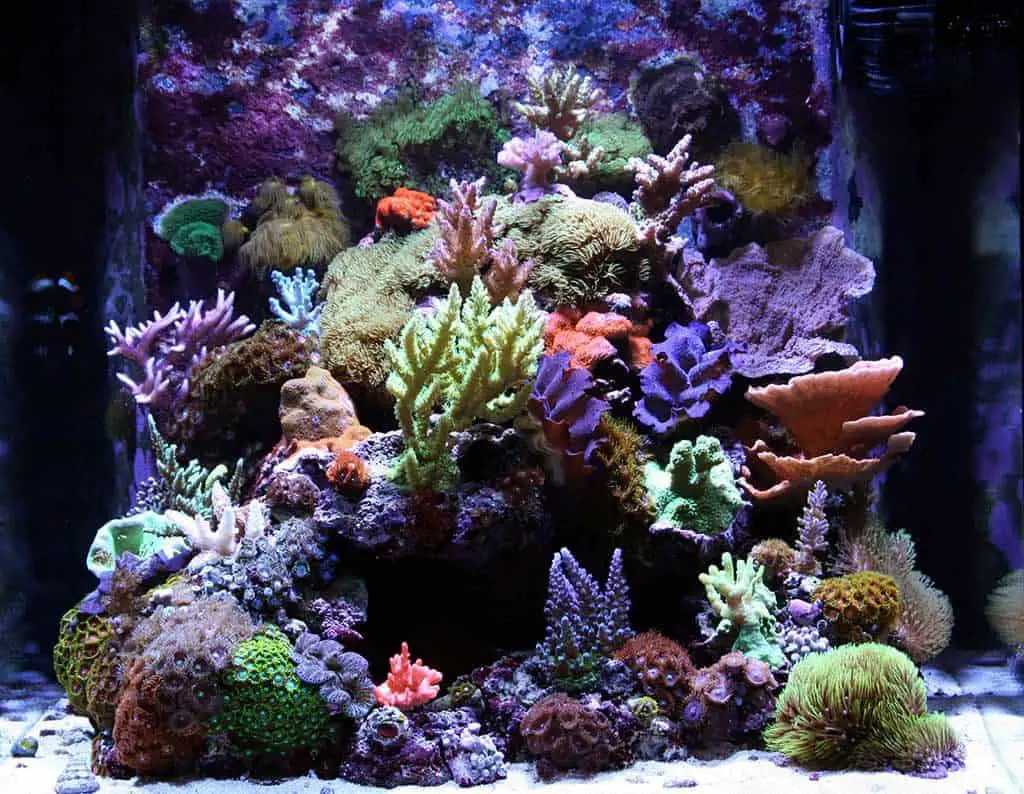 What Does A Saltwater Aquarium Cost To Maintain Fishkeeping Forever - nano reef tank