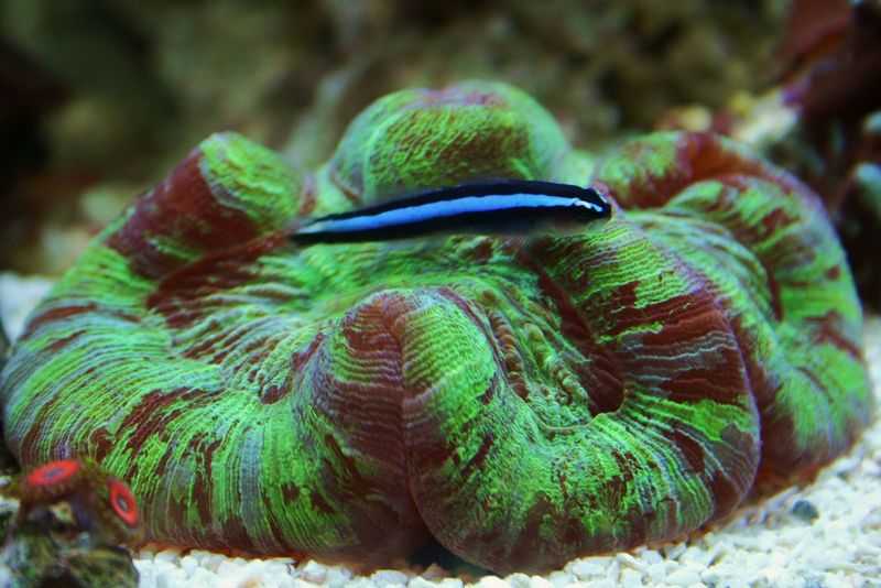 neon goby