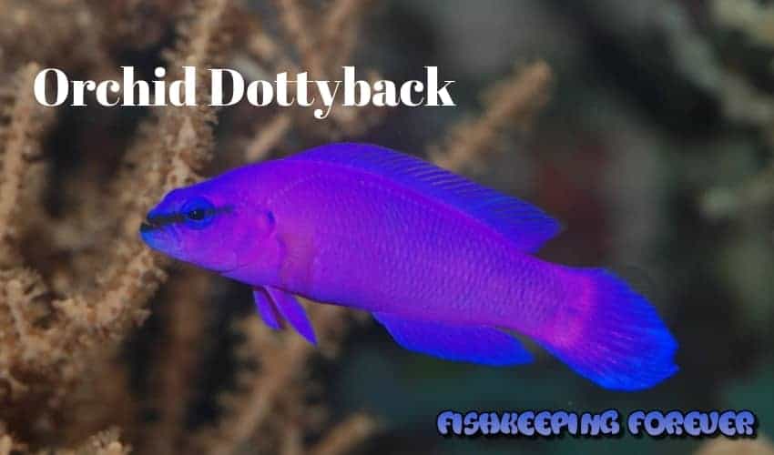 orchid dottyback