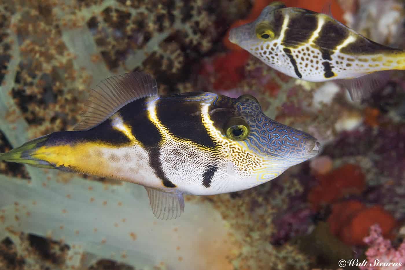 pair of mimic saddle filefish