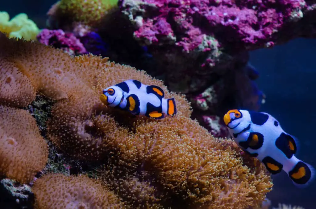 pair of picasso clownfish