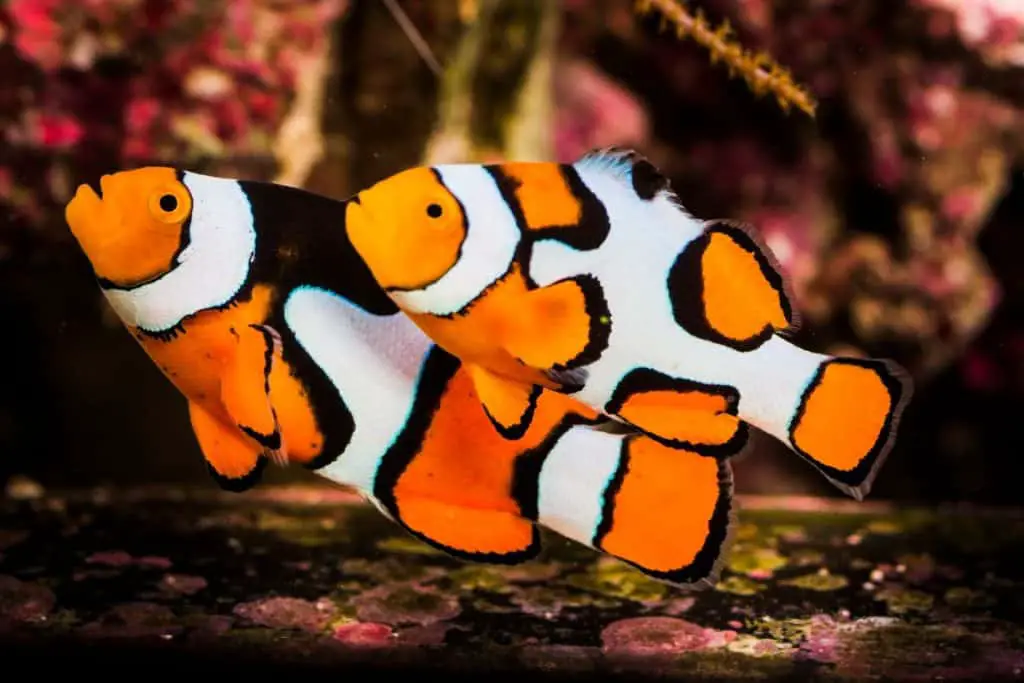 picasso clownfish