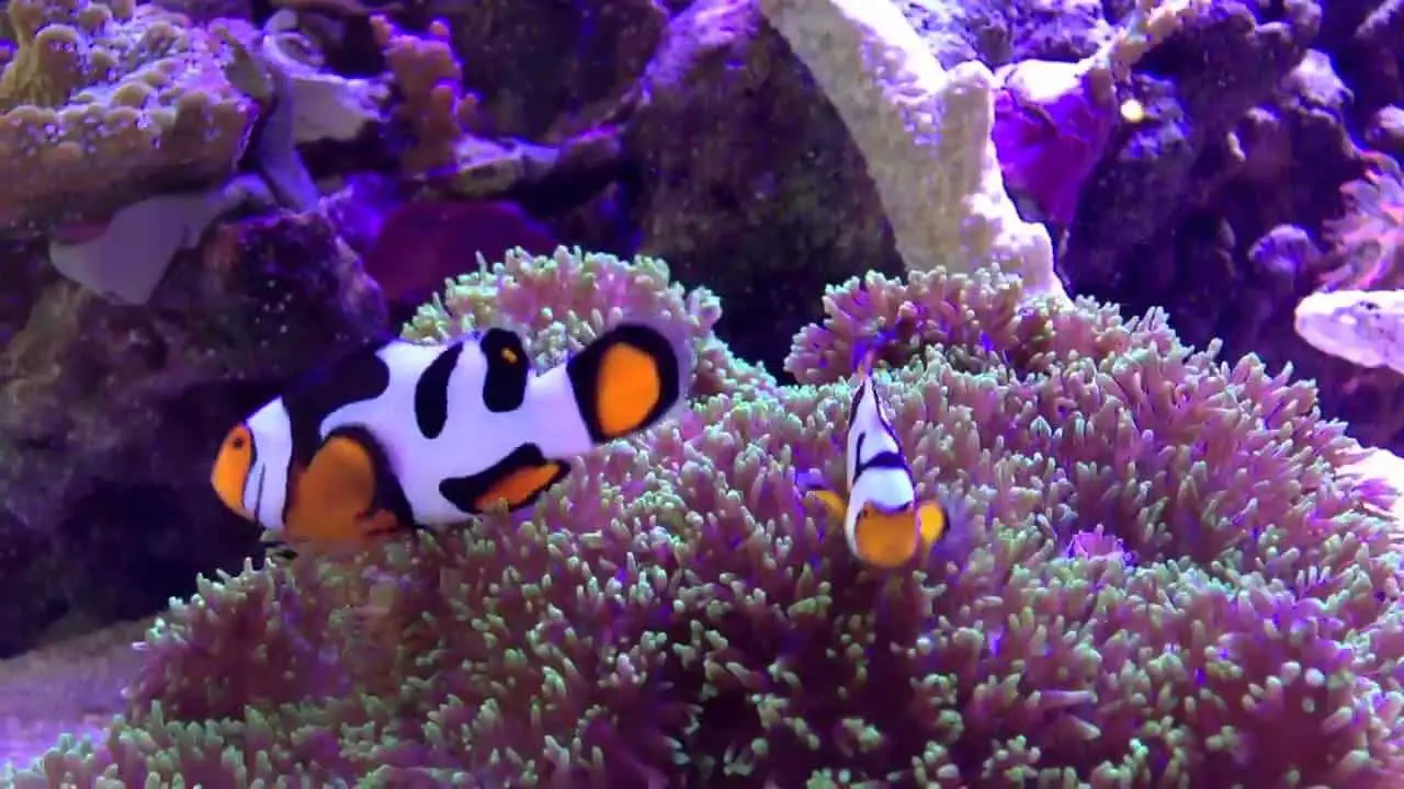 picasso clownfish