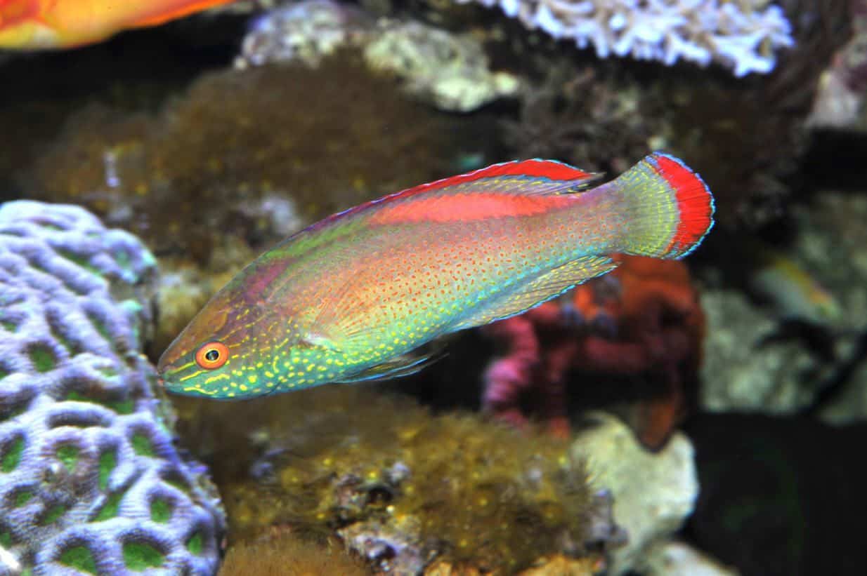 Pink margin fairy wrasse