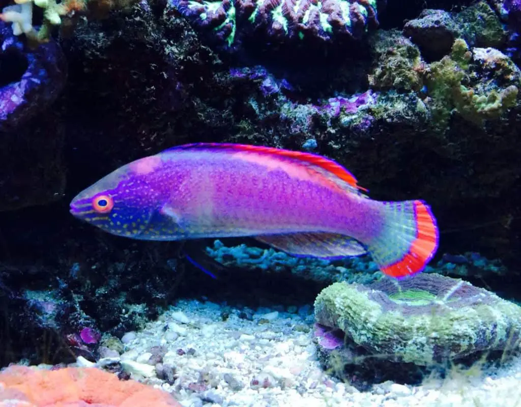 pink margin fairy wrasse