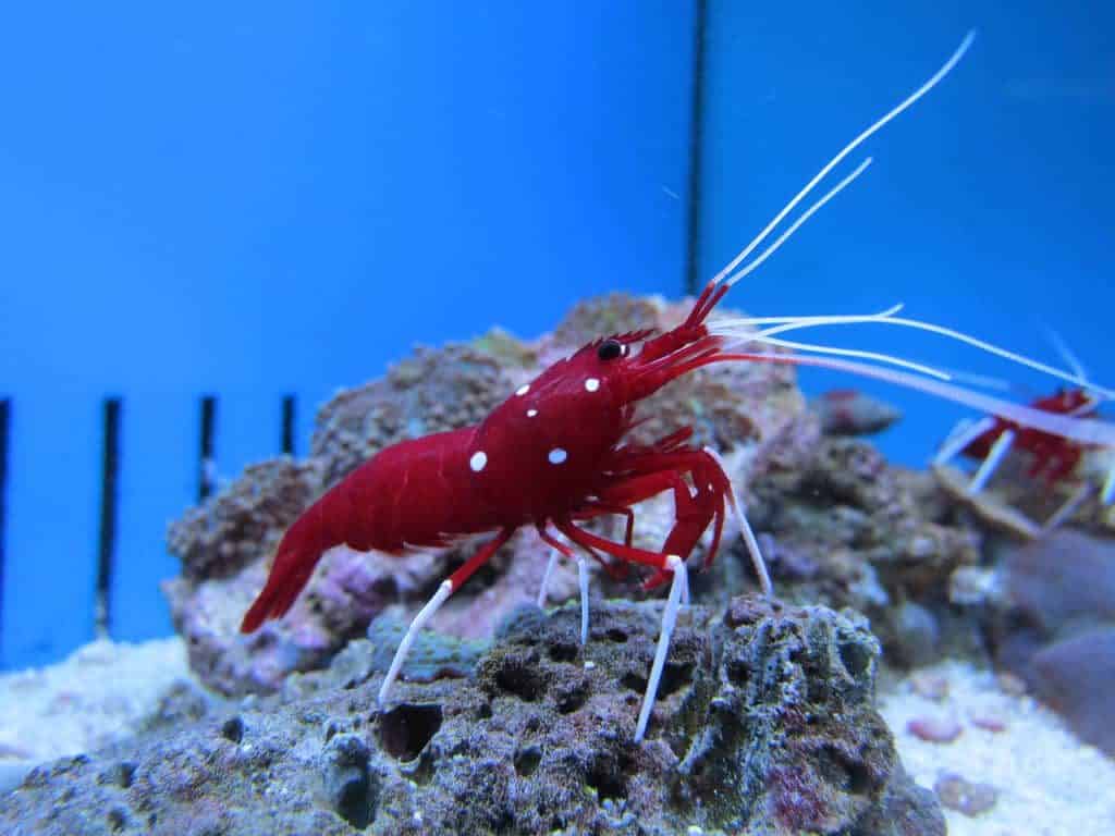 pistol shrimp