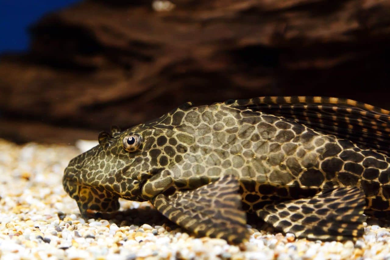 plecostomus