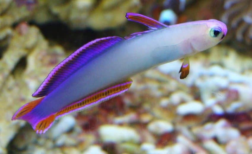 purple firefish