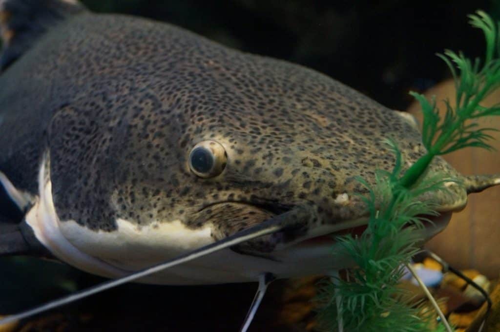 redtail catfish close up