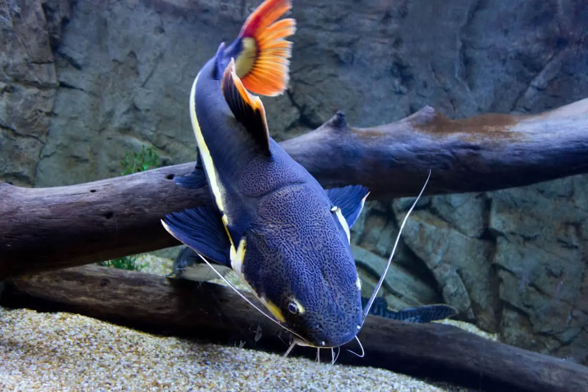 redtail catfish featured image