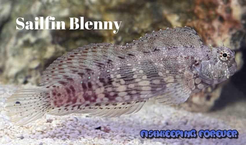 sailfin blenny