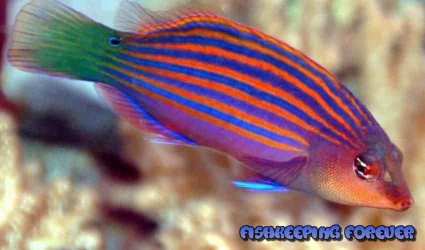 six line wrasse