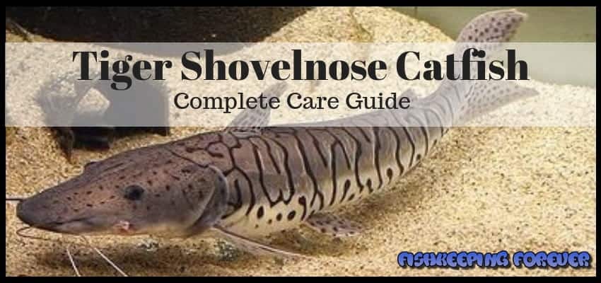 Tiger Shovelnose Catfish Care Size Feeding Fishkeeping Forever