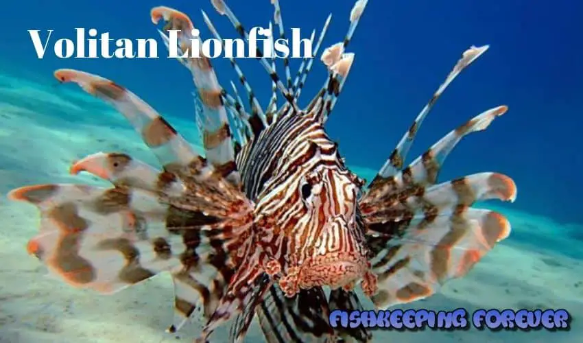 volitan lionfish