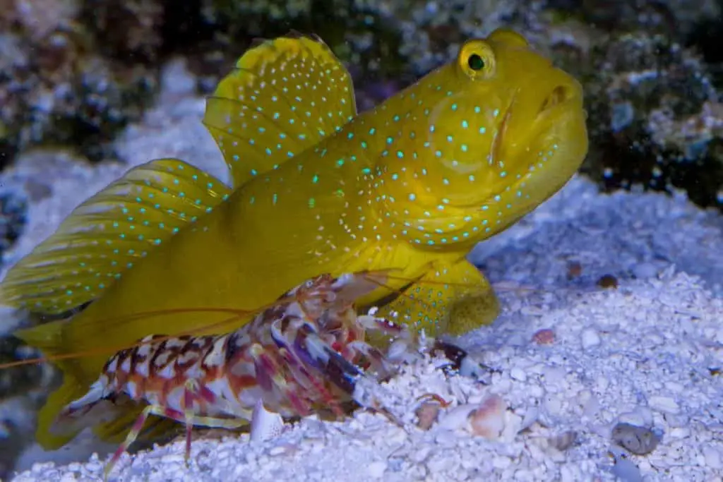 yellow watchman goby